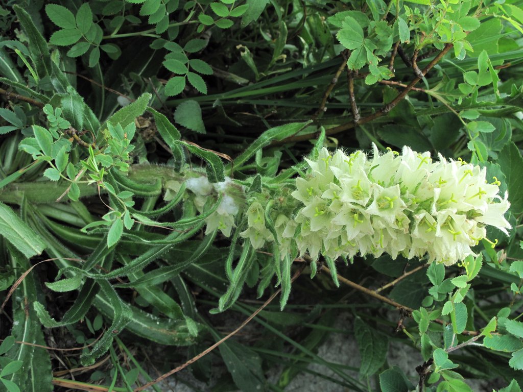 Campanula thyrsoides